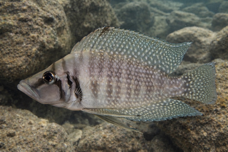 Altolamprologus calvus 'Cape Chaitika' (White)